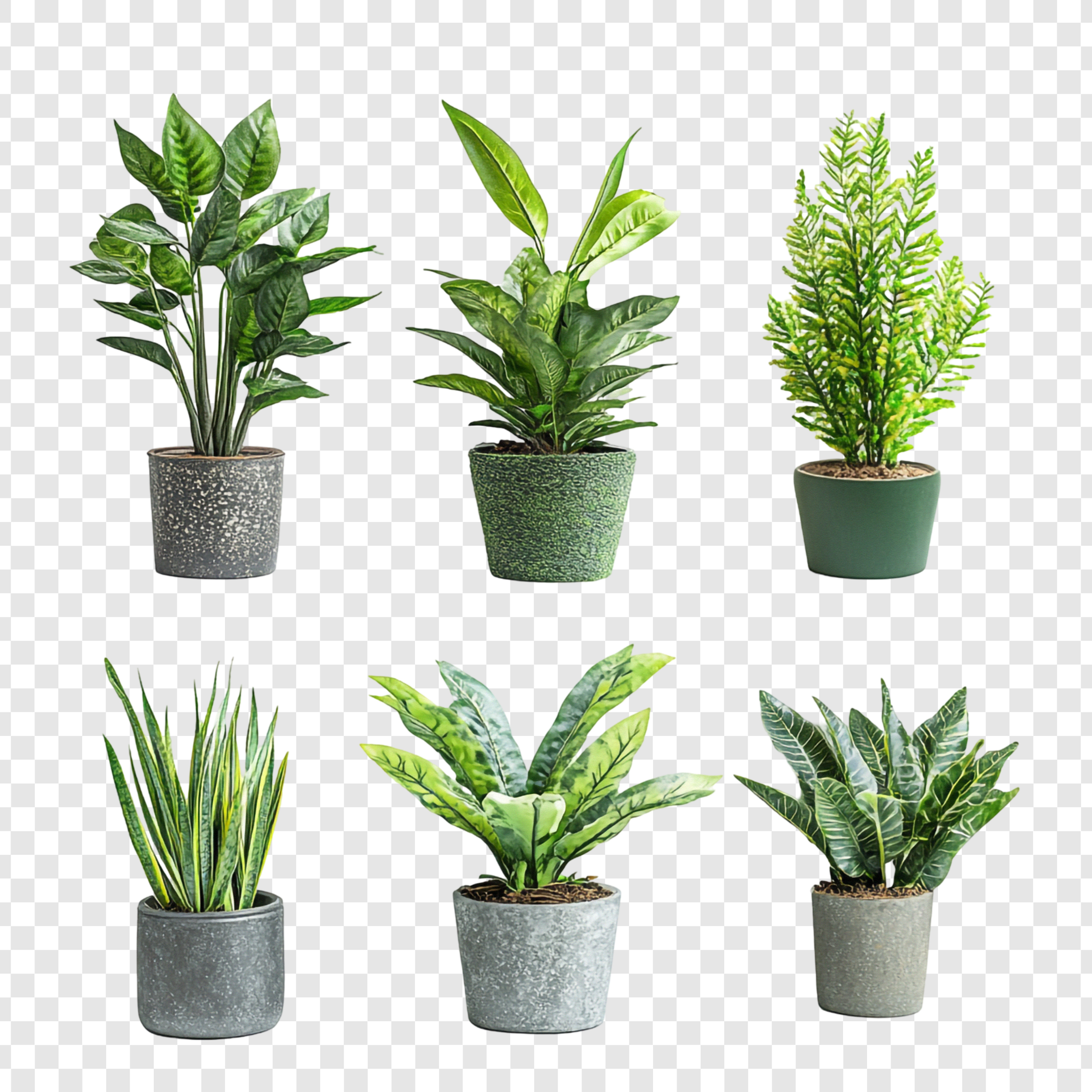 Plants